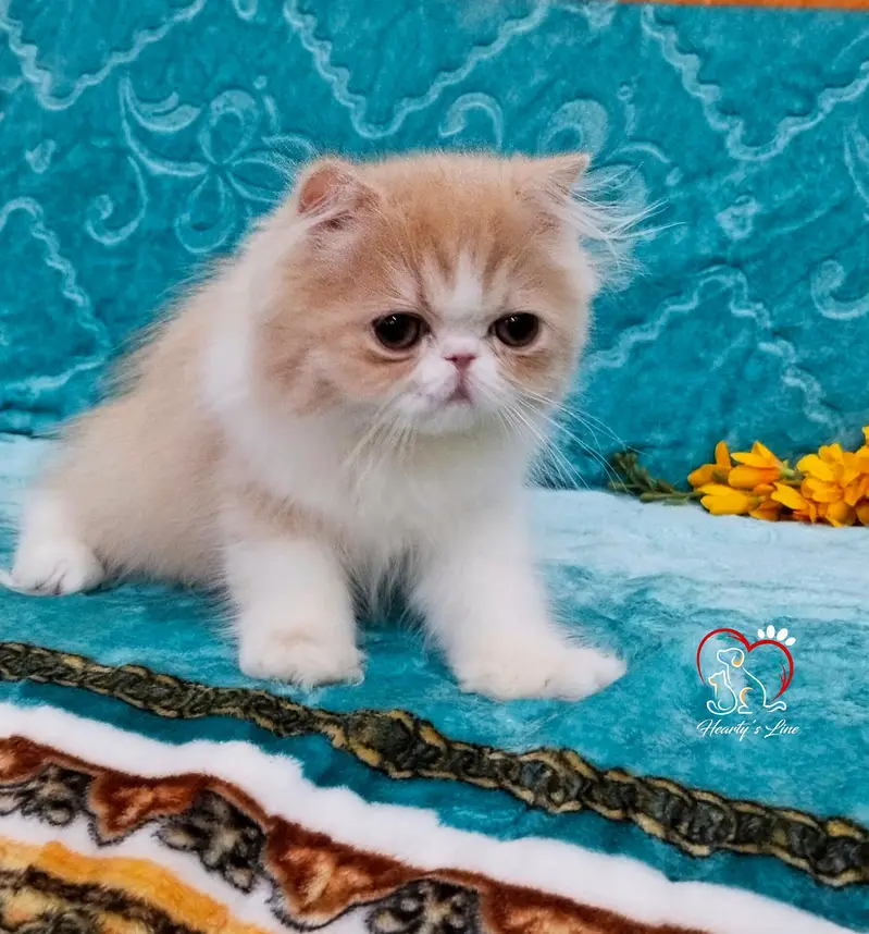 Big eyes CFA Persian  male Available imported bloodline — photo 4