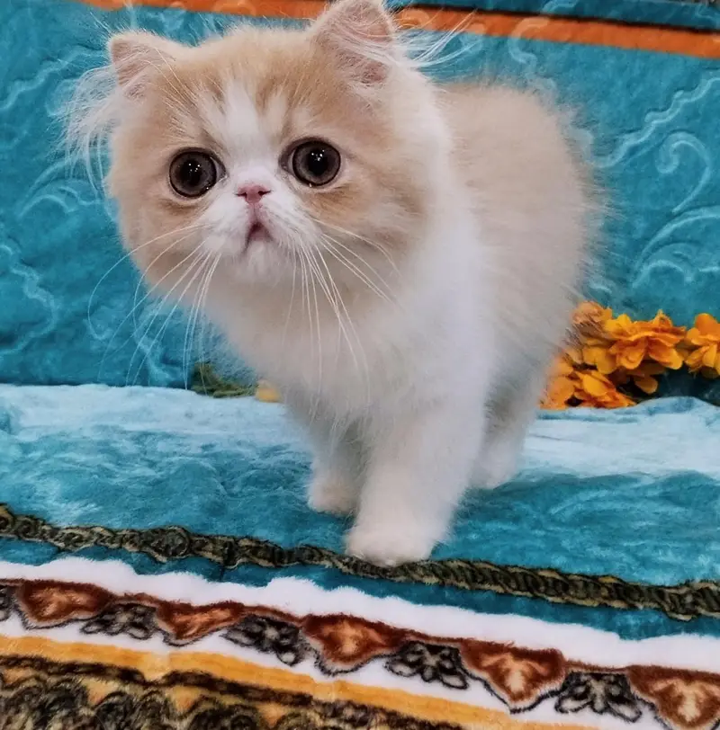 Big eyes CFA Persian  male Available imported bloodline — photo 5