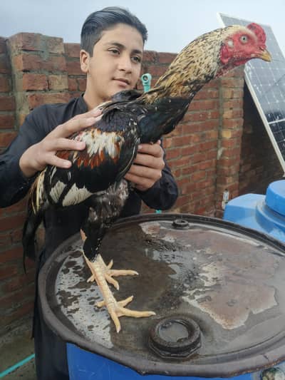 aseel Jawa MURGA faightar