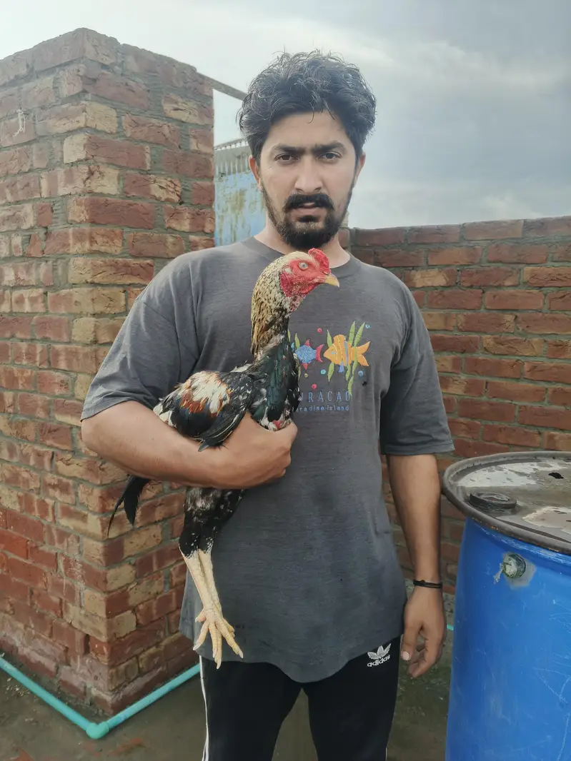 aseel Jawa MURGA faightar — photo 2