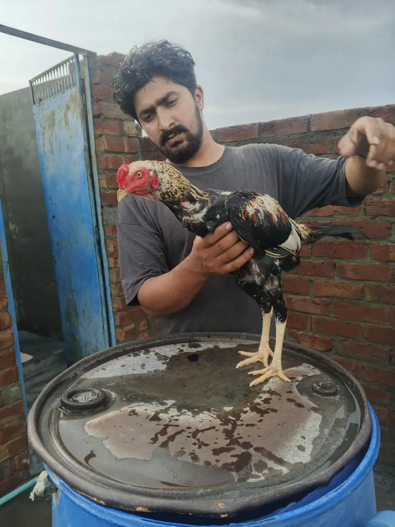 aseel Jawa MURGA faightar — photo 3