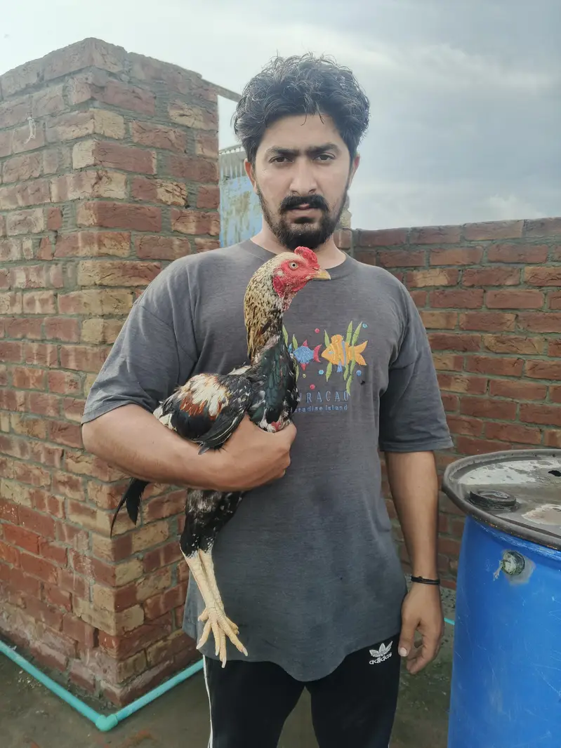 aseel Jawa MURGA faightar — photo 4