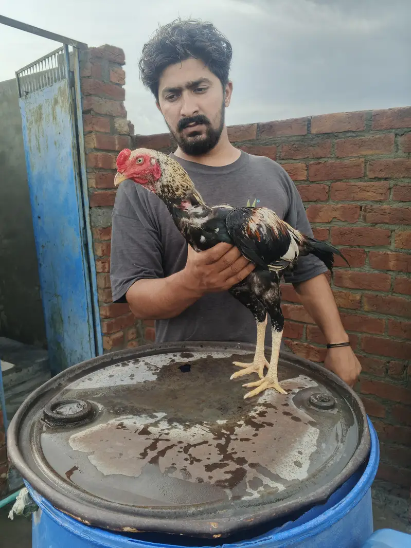 aseel Jawa MURGA faightar — photo 5