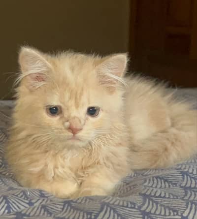 Persian Cat For Sale