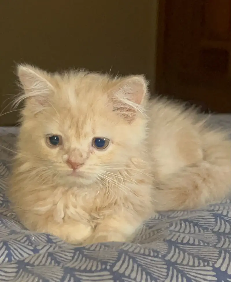 Persian Cat For Sale — photo 2