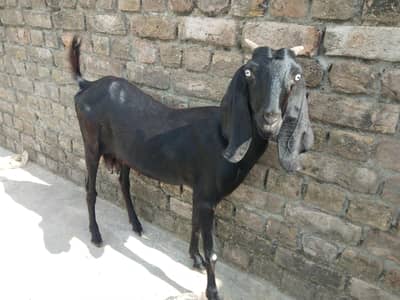Beautiful Black Goat