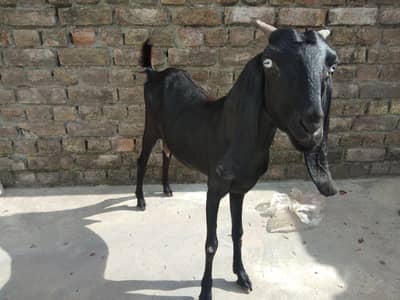 Beautiful Black Goat