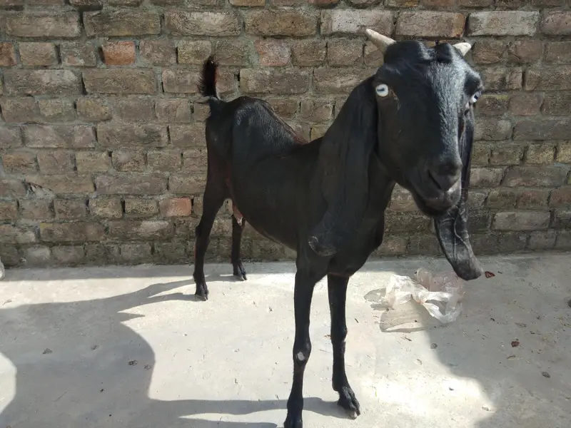 Beautiful Black Goat — photo 2