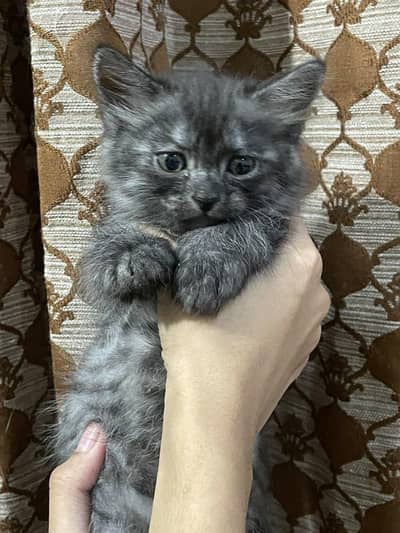 grey Persian kitten