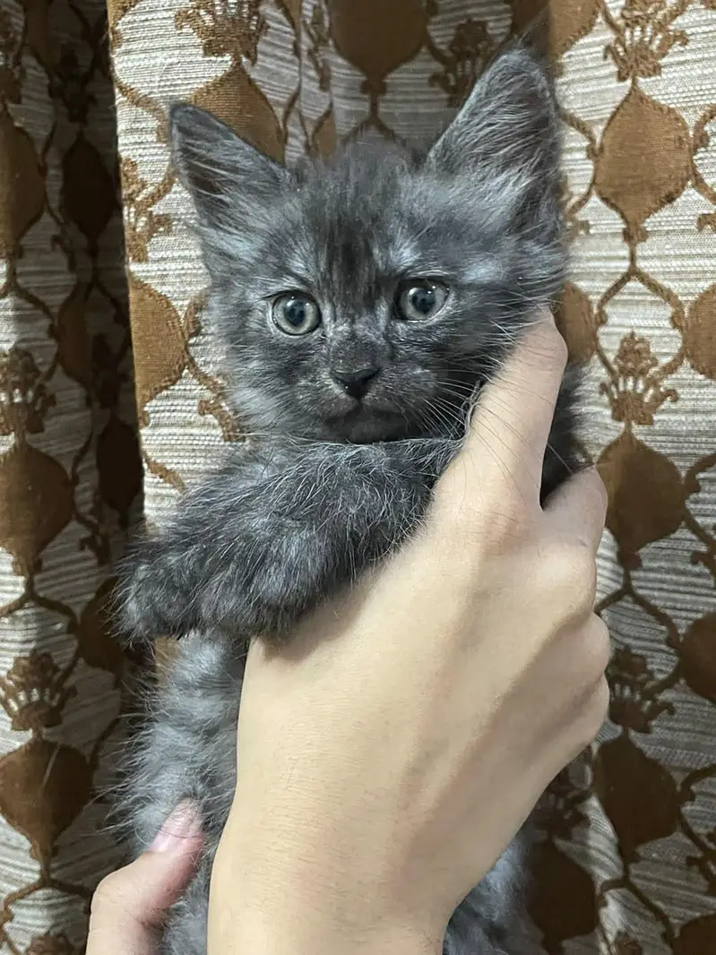 grey Persian kitten — photo 2