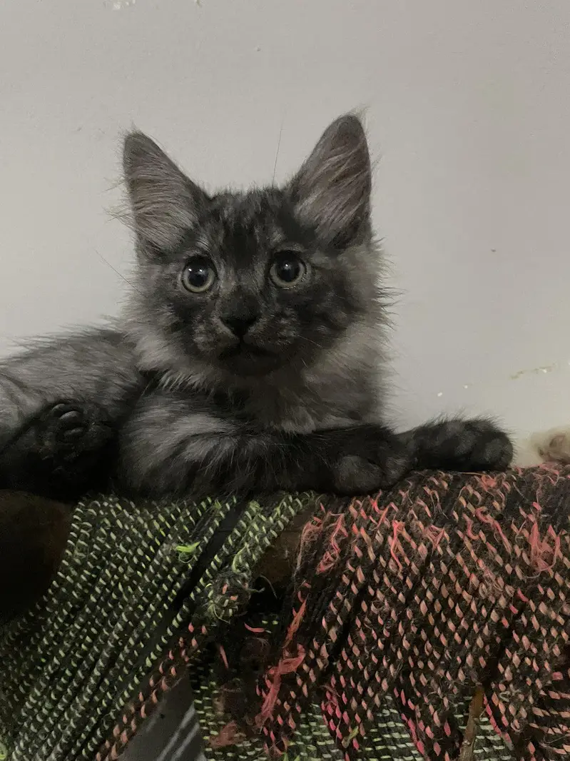 grey Persian kitten — photo 3