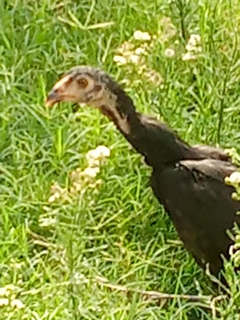 pure aseel chicks — photo 2