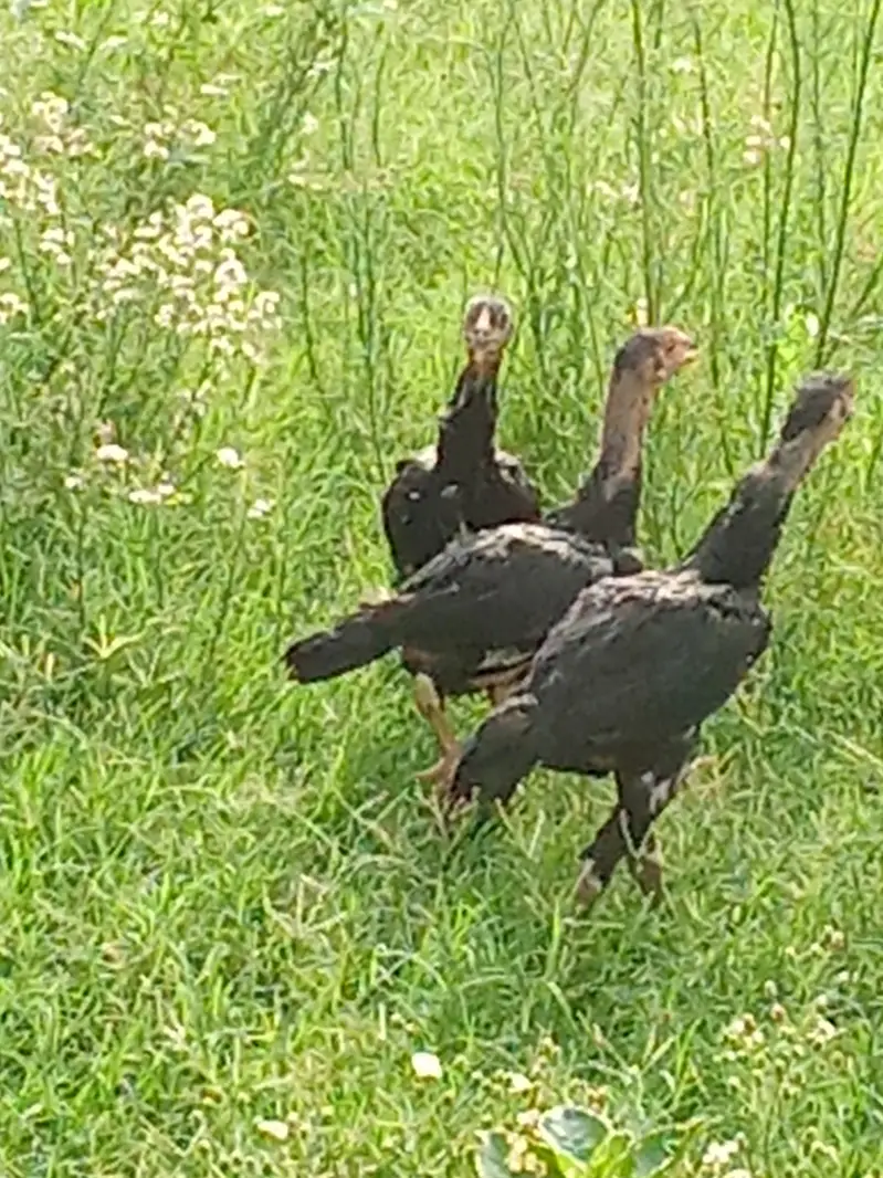 pure aseel chicks — photo 3