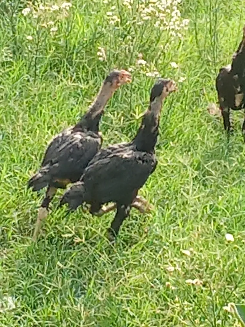 pure aseel chicks — photo 4