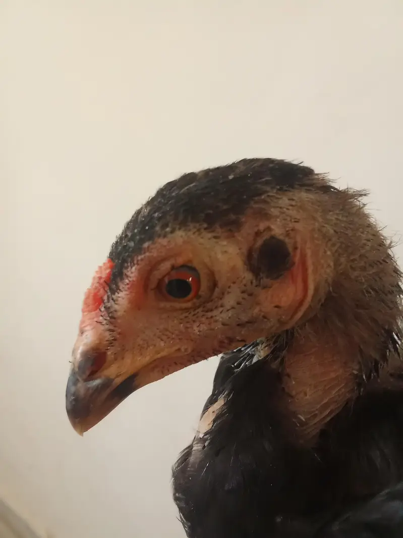 pure aseel chicks — photo 5