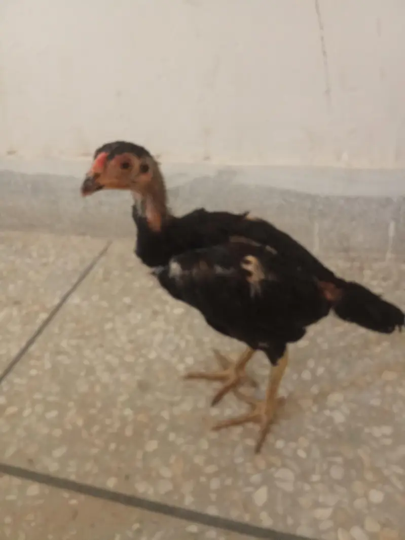 pure aseel chicks — photo 6