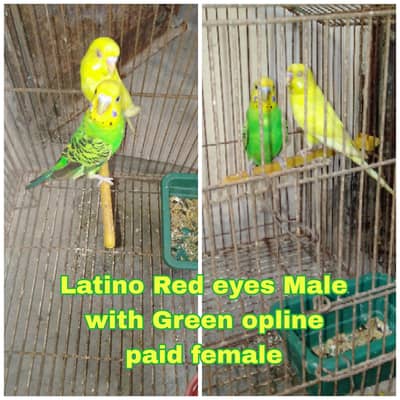 Bajri and love birds