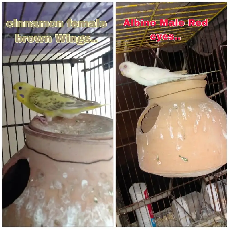 Bajri and love birds — photo 3