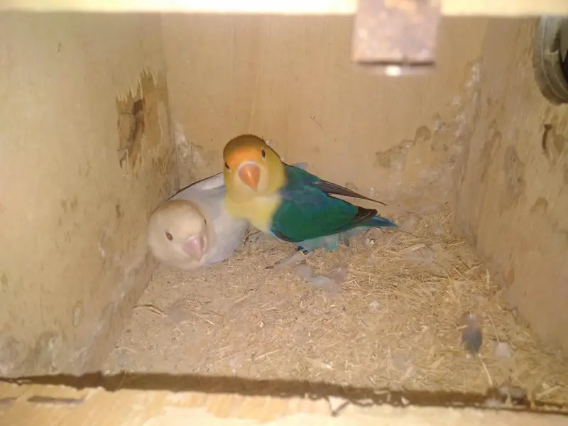 Bajri and love birds — photo 4