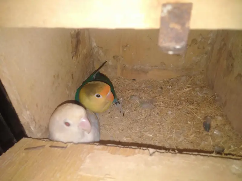 Bajri and love birds — photo 5