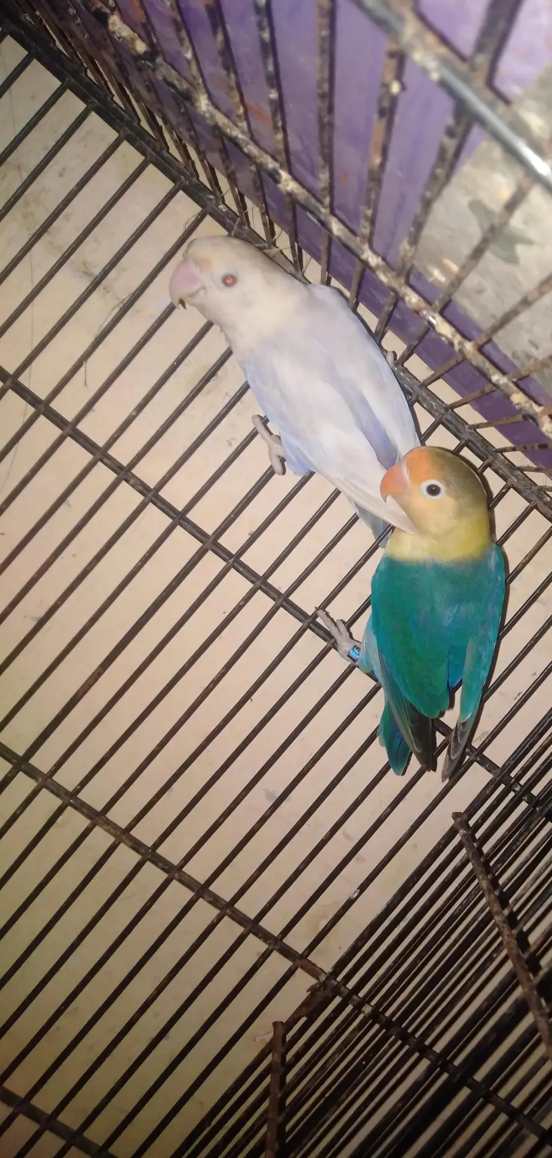 Bajri and love birds — photo 6