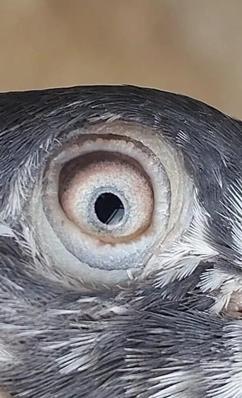 Highfly Breeder Pigeons — photo 5