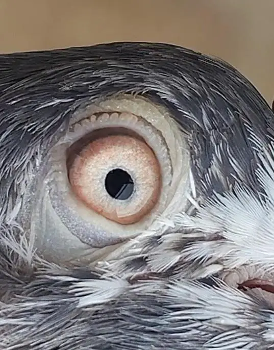 Highfly Breeder Pigeons — photo 7