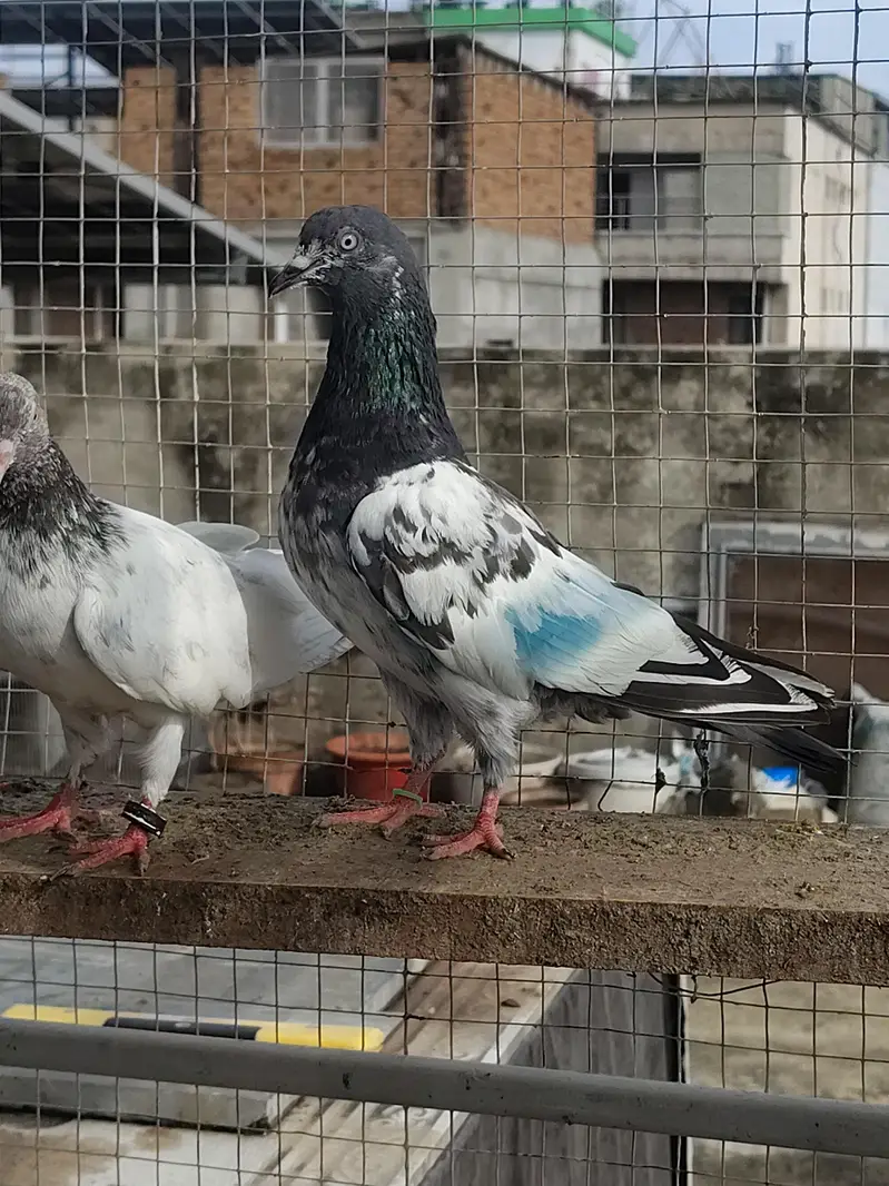Highfly Breeder Pigeons — photo 8