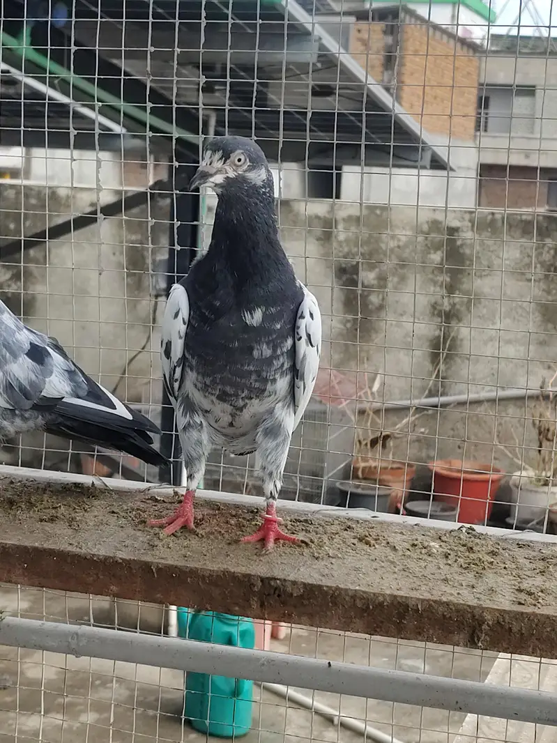 Highfly Breeder Pigeons — photo 9