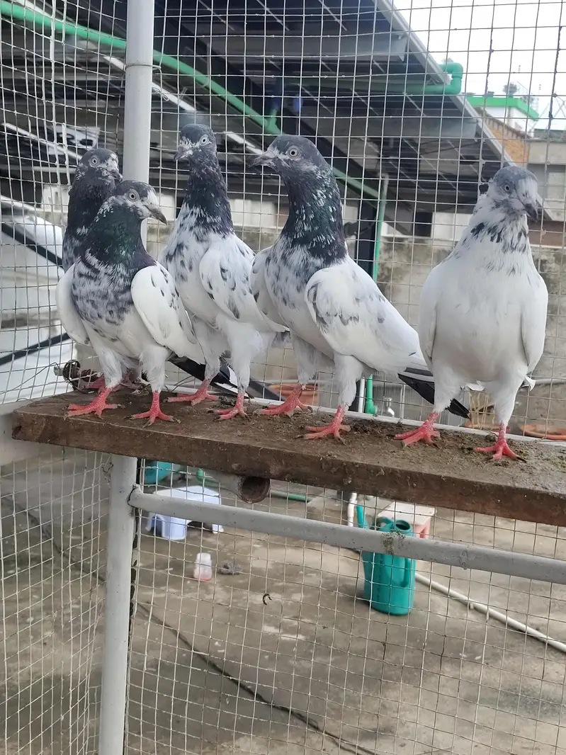 Highfly Breeder Pigeons — photo 10