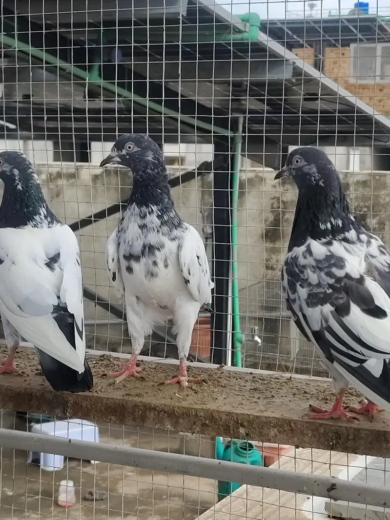 Highfly Breeder Pigeons — photo 11
