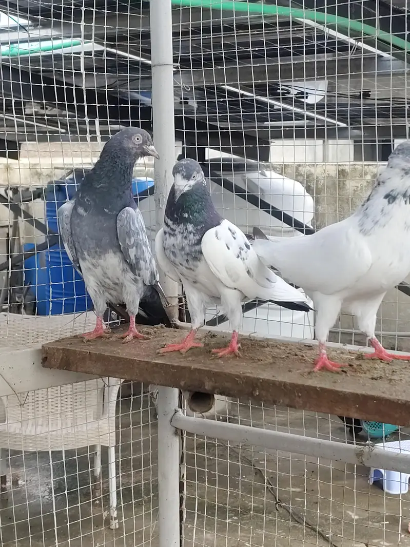 Highfly Breeder Pigeons — photo 12