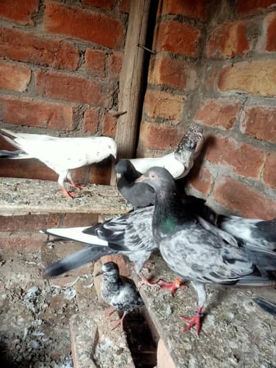 other pigeon jodon wale 12 piece