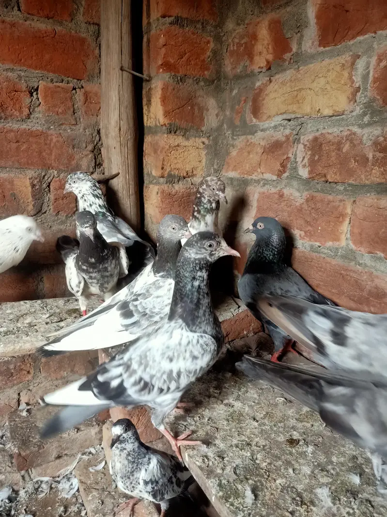 other pigeon jodon wale 12 piece — photo 2