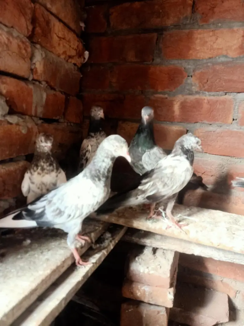 other pigeon jodon wale 12 piece — photo 3