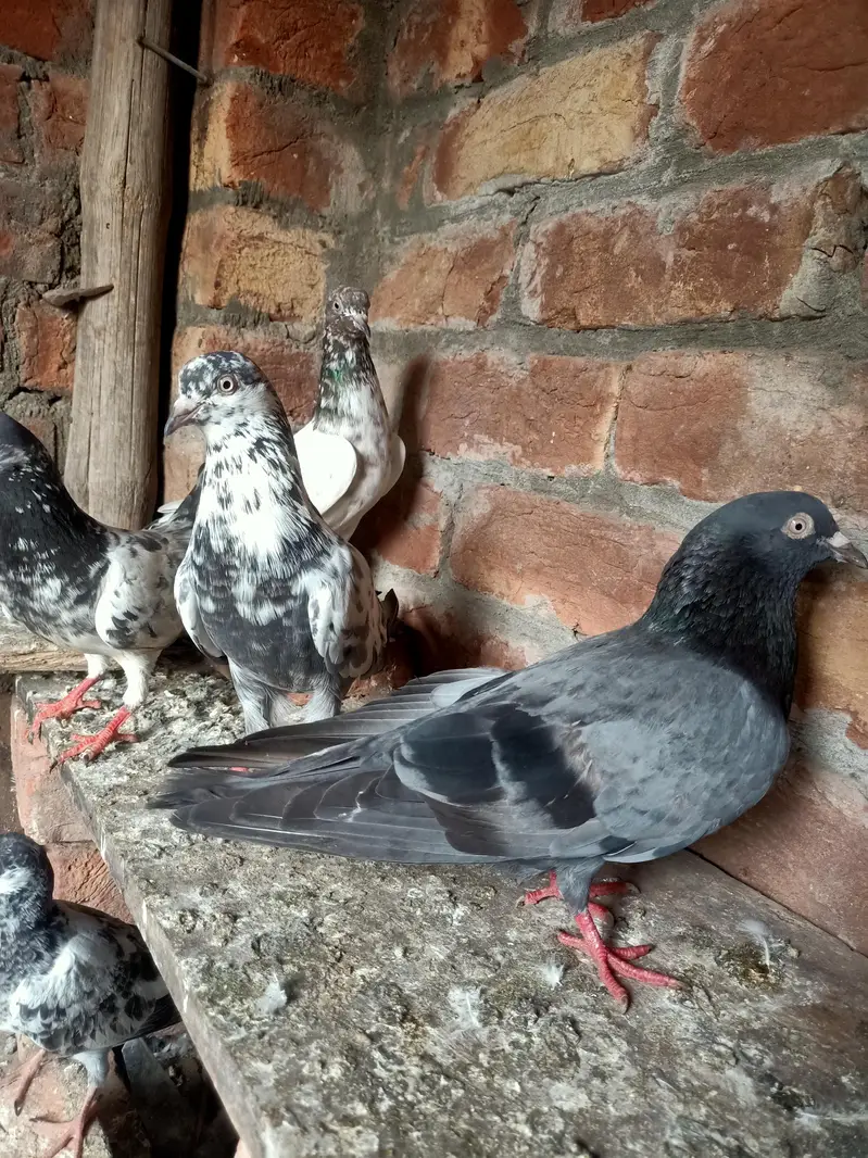 other pigeon jodon wale 12 piece — photo 4
