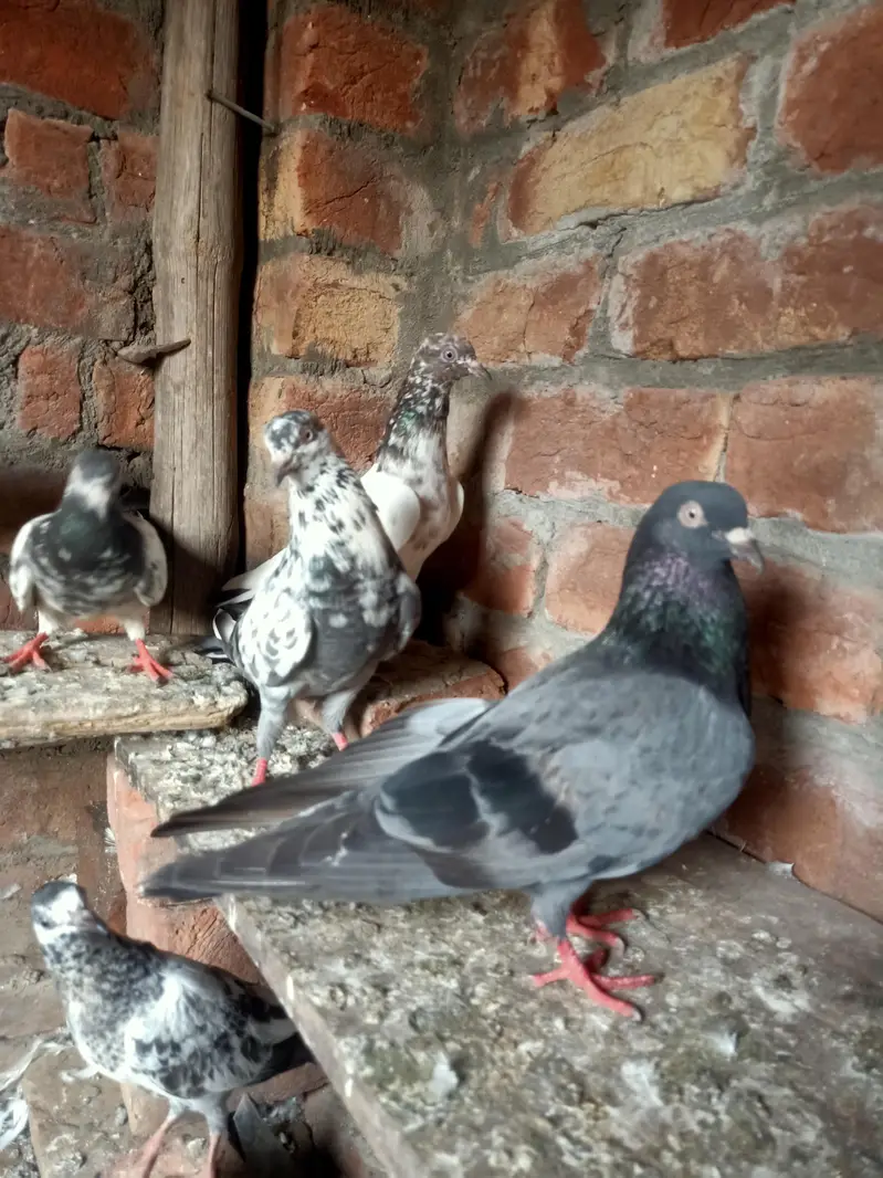 other pigeon jodon wale 12 piece — photo 5