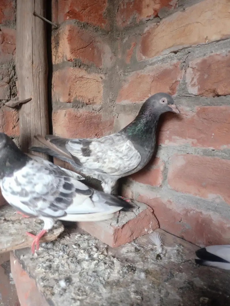 other pigeon jodon wale 12 piece — photo 6