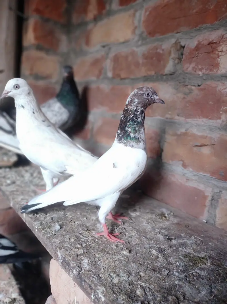 other pigeon jodon wale 12 piece — photo 7