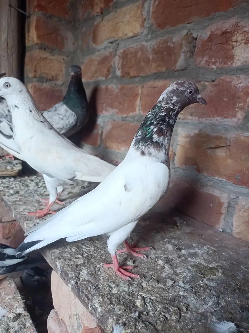 other pigeon jodon wale 12 piece — photo 8