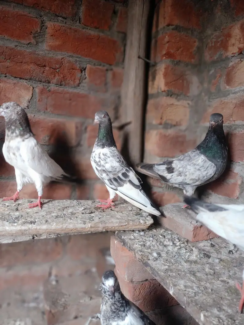 other pigeon jodon wale 12 piece — photo 9