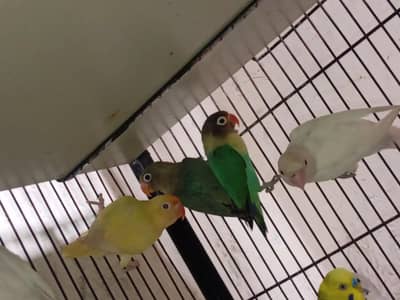 Cocktail hand tame & budgies & love birds
