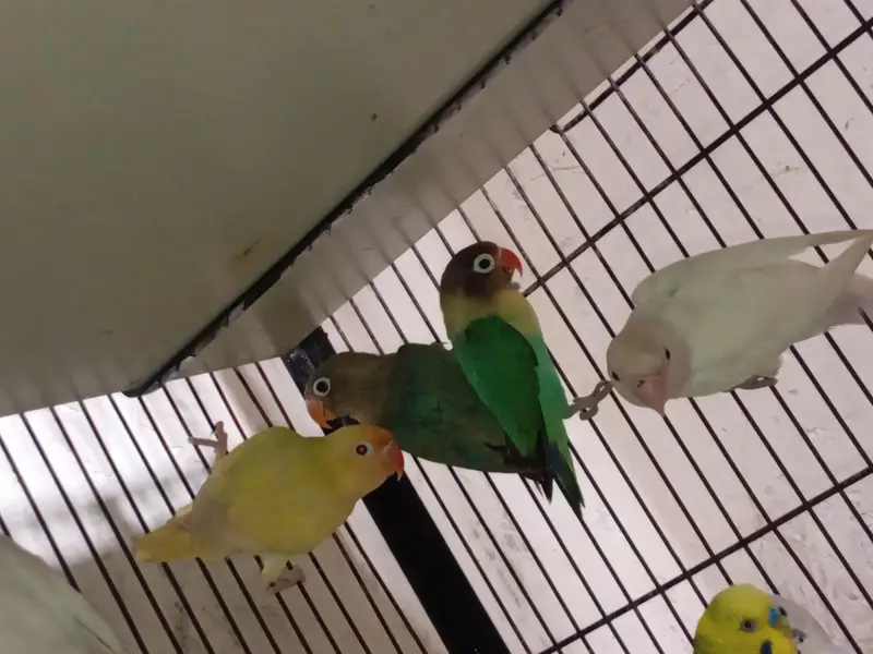Cocktail hand tame & budgies & love birds