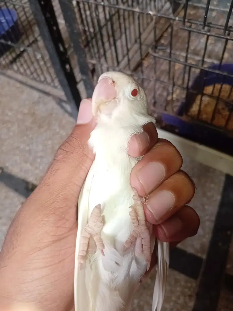 Cocktail hand tame & budgies & love birds — photo 2