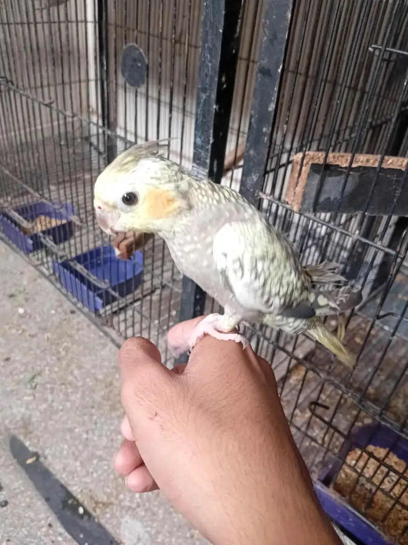 Cocktail hand tame & budgies & love birds — photo 3