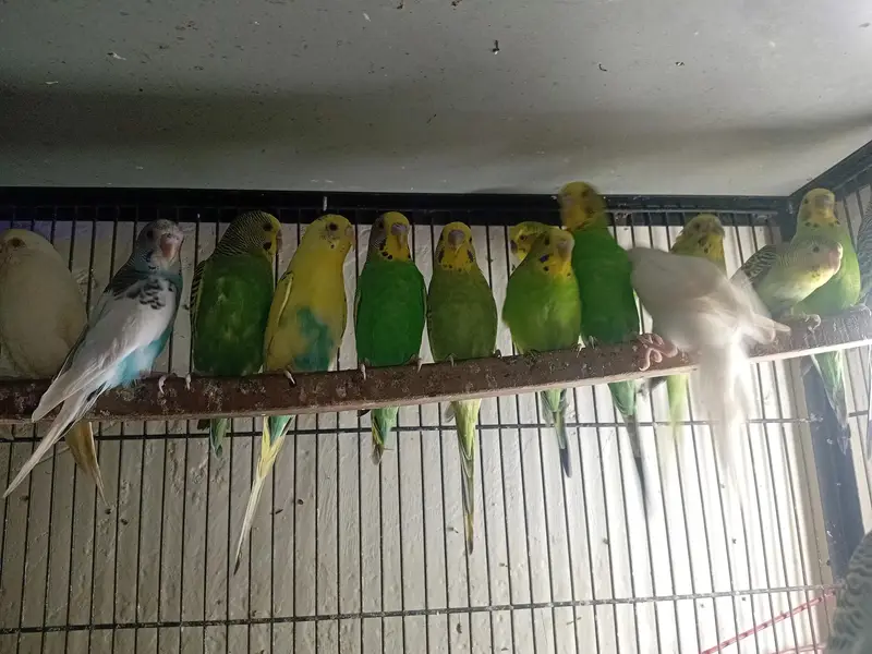 Cocktail hand tame & budgies & love birds — photo 4