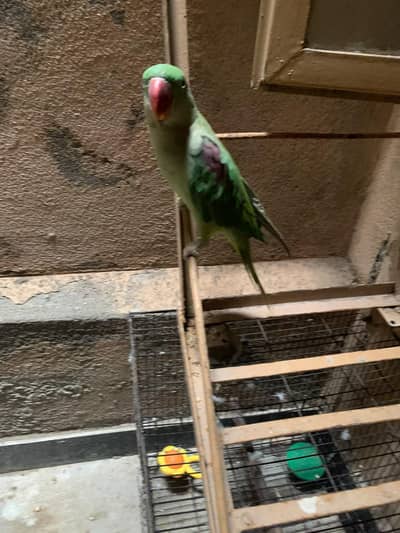 parrot for sale