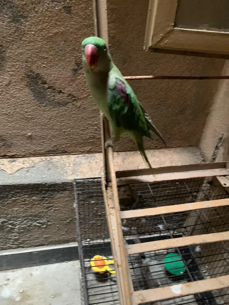 parrot for sale