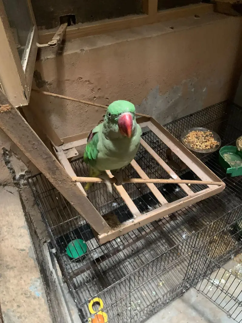 parrot for sale — photo 2