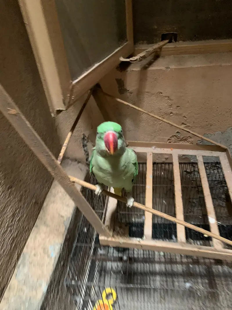 parrot for sale — photo 3